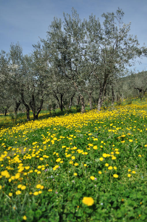 Agriturismo "Antico Frantoio" Foligno Eksteriør billede